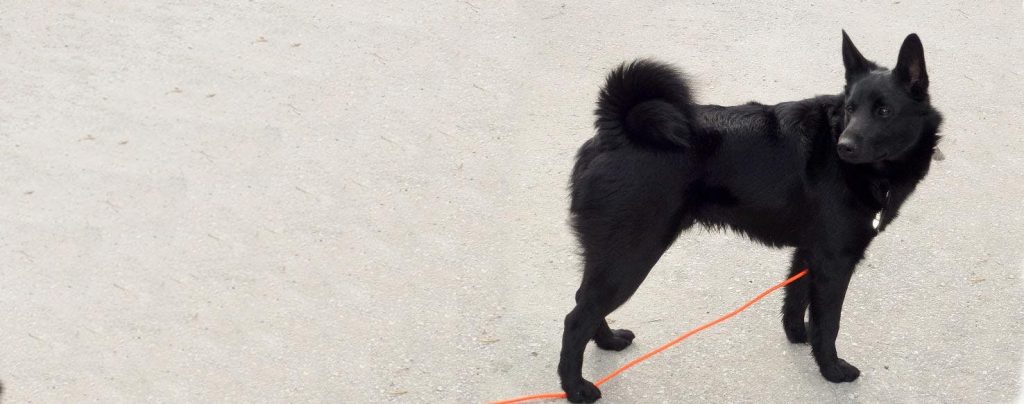 Black Norwegian Elkhound Dog Approachability with New Faces