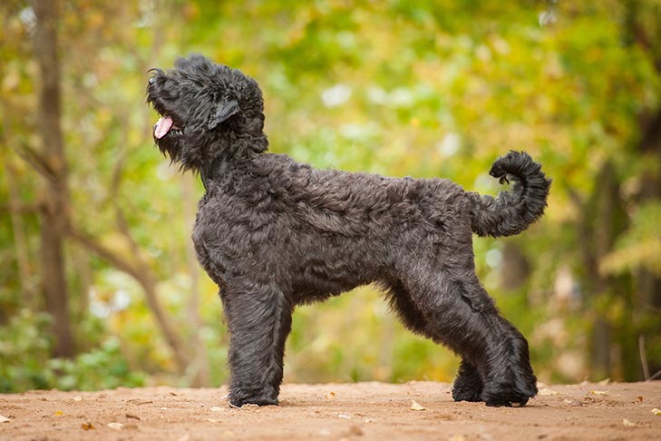 Black Russian Terrier Dog Breed Information