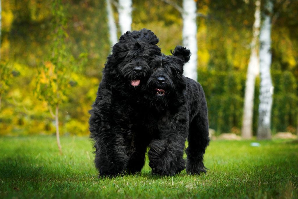 History and Origin Black Russian Terrier Dog