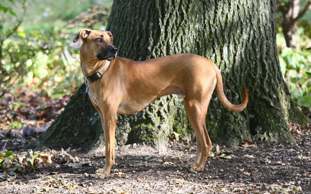 Mountain Cur Dog