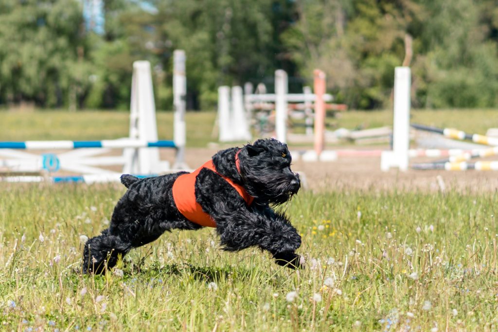Black Russian Terrier Dog running exercise
