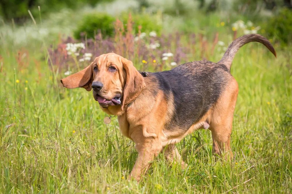 History and Origin Bloodhound Dog