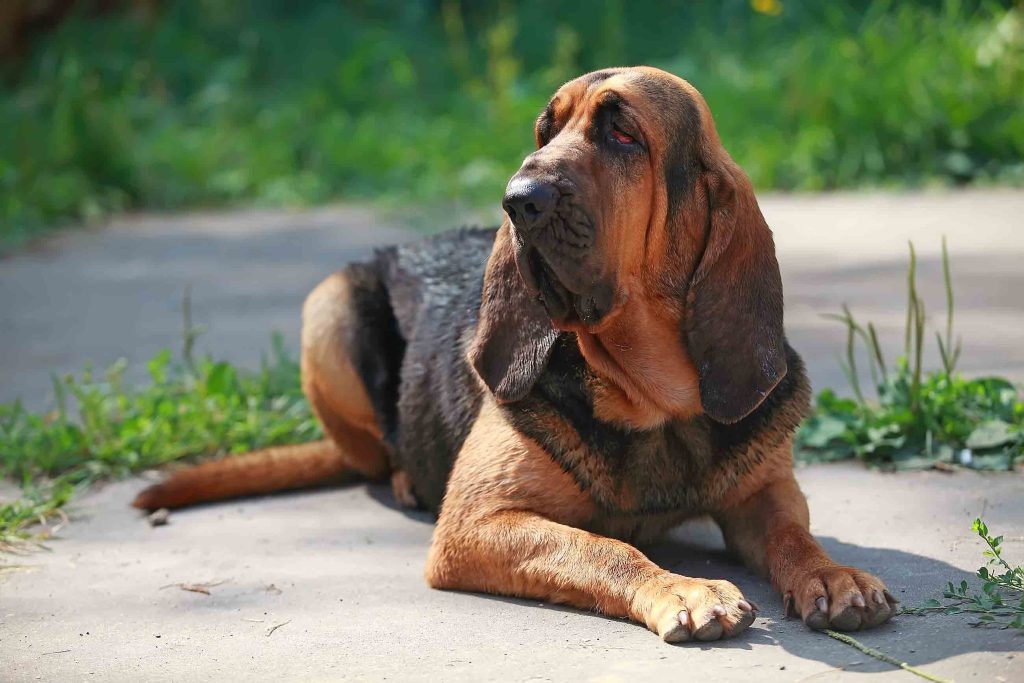 Bloodhound Dog Clean air is beneficial for one's health.