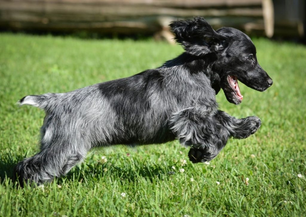 Blue Picardy Spaniel Dog running exercise