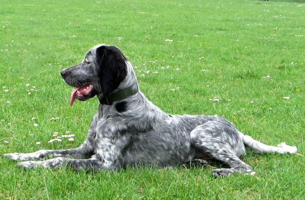 Blue Picardy Spaniel Dog Breathing in fresh air contributes to overall well-being.