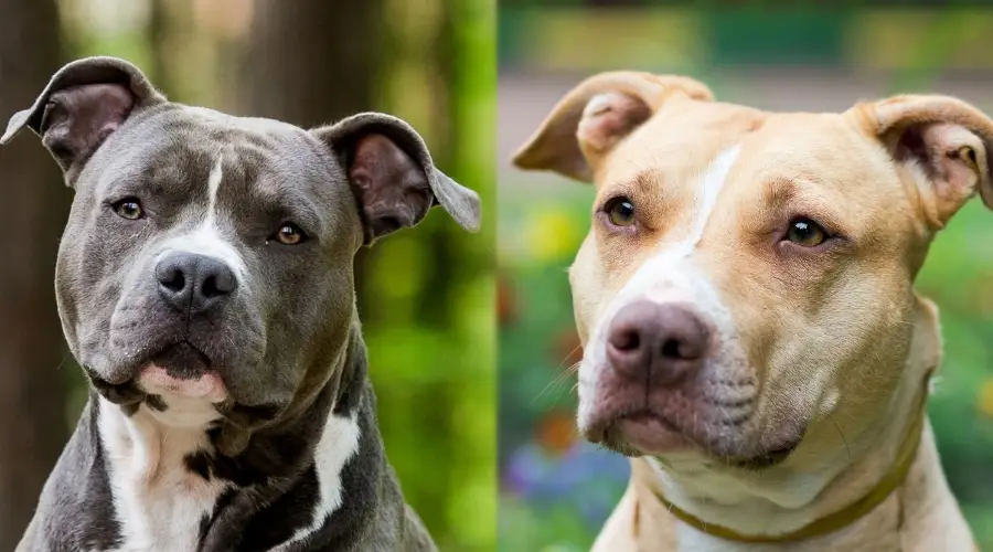 Staffordshire Bull Terrier Dog two different colours