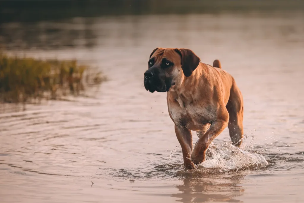 Boerboel Dog running exercise