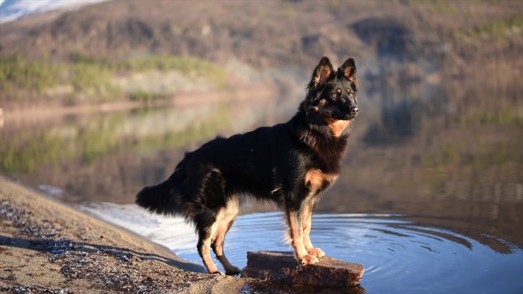 Size and Breed Category Bohemian Shepherd Dog