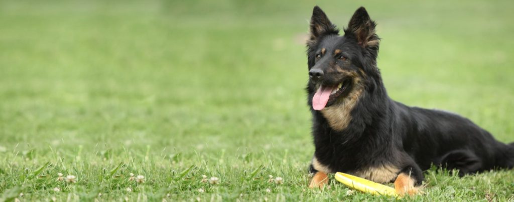 Bohemian Shepherd Dog Breathing in fresh air contributes to overall well-being