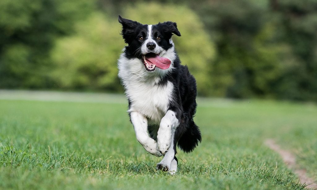 Border Collie Dog running exercise