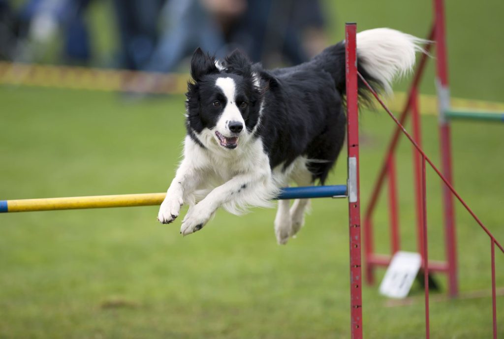 Border Collie Dog jumping training session