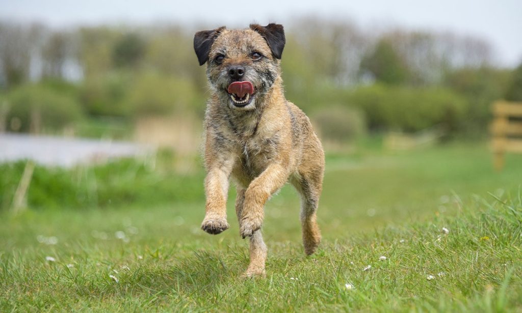 Border Terrier Dog running exercise