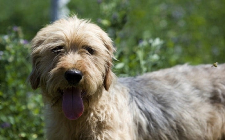Barak hound Dog Breed Information
