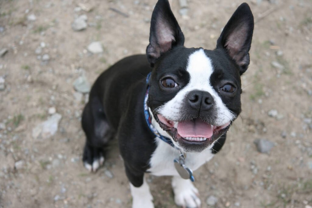 Boston Terrier Dog Breed Information