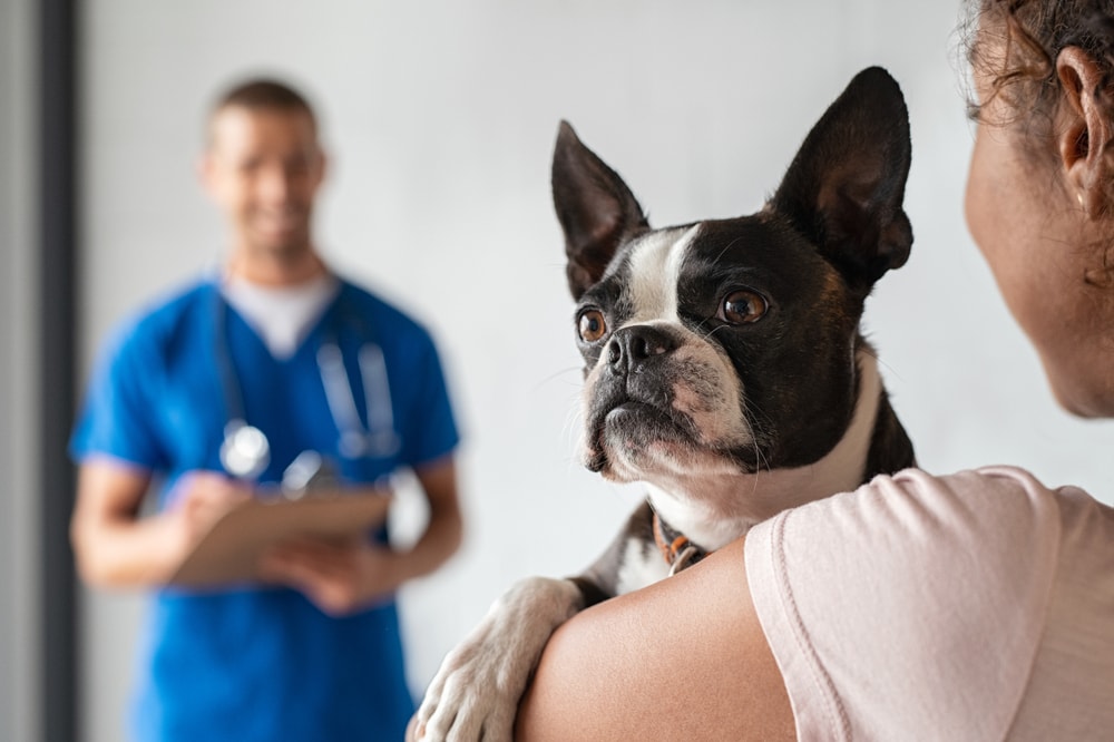 Boston Terrier Dog doctor treatment 