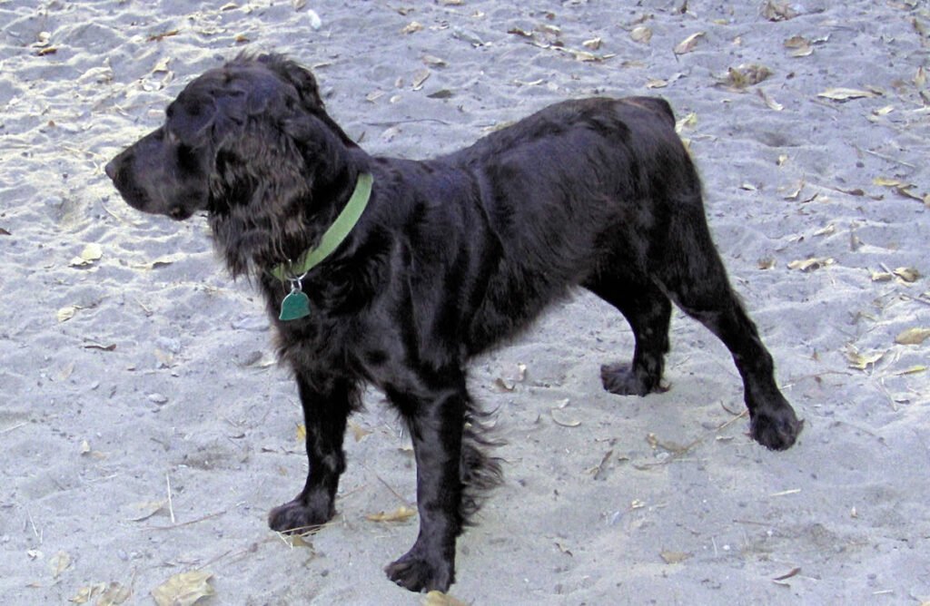 Boykin Spaniel Dog Breed Information