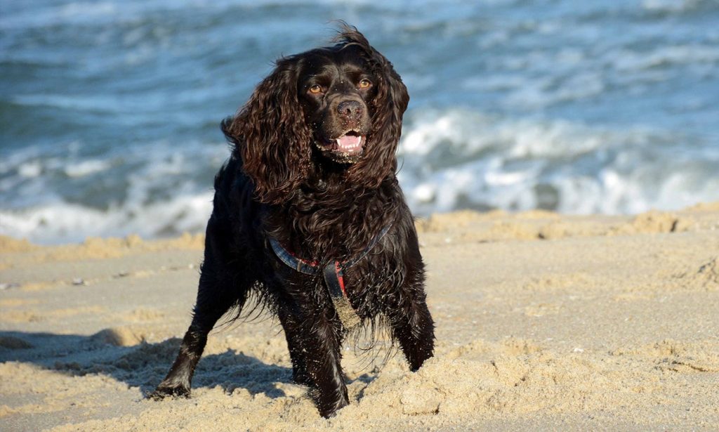 Boykin Spaniel Dog walk exercise on beach