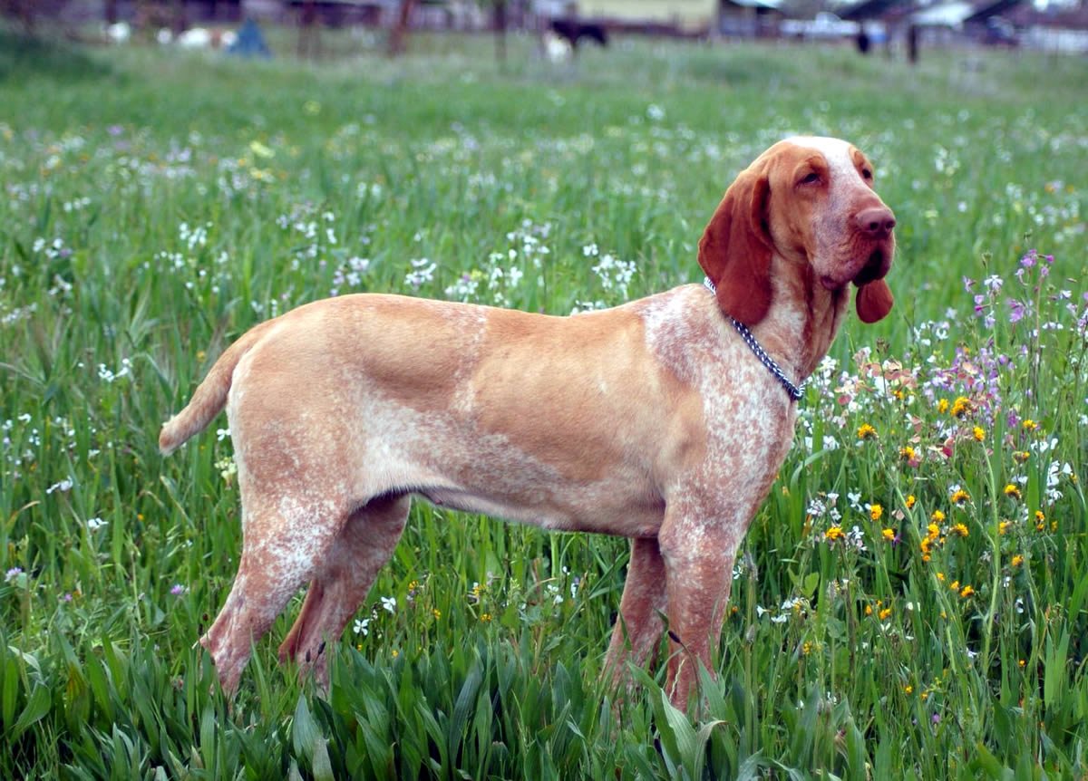 Bracco Italiano Dog Breed Information