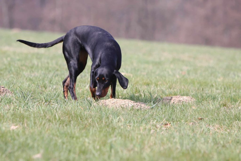 Austrian Black and Tan Hound Dog health, diet and care