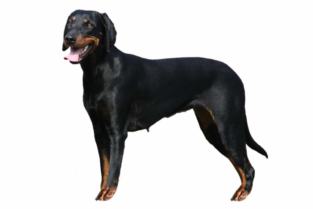 Austrian Black and Tan Hound Dog