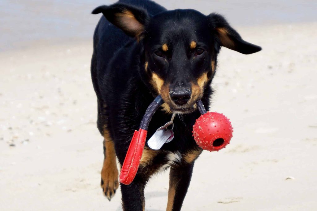 Austrian Black and Tan Hound Dog training with toy