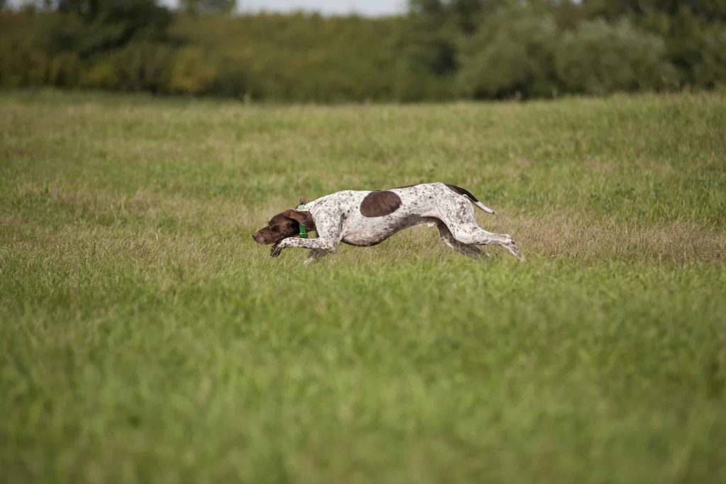 Braque Français Dog running exercise