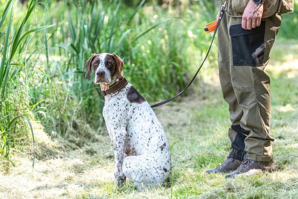 Braque Français Dog Compatibility with a Household Having Multiple Pets