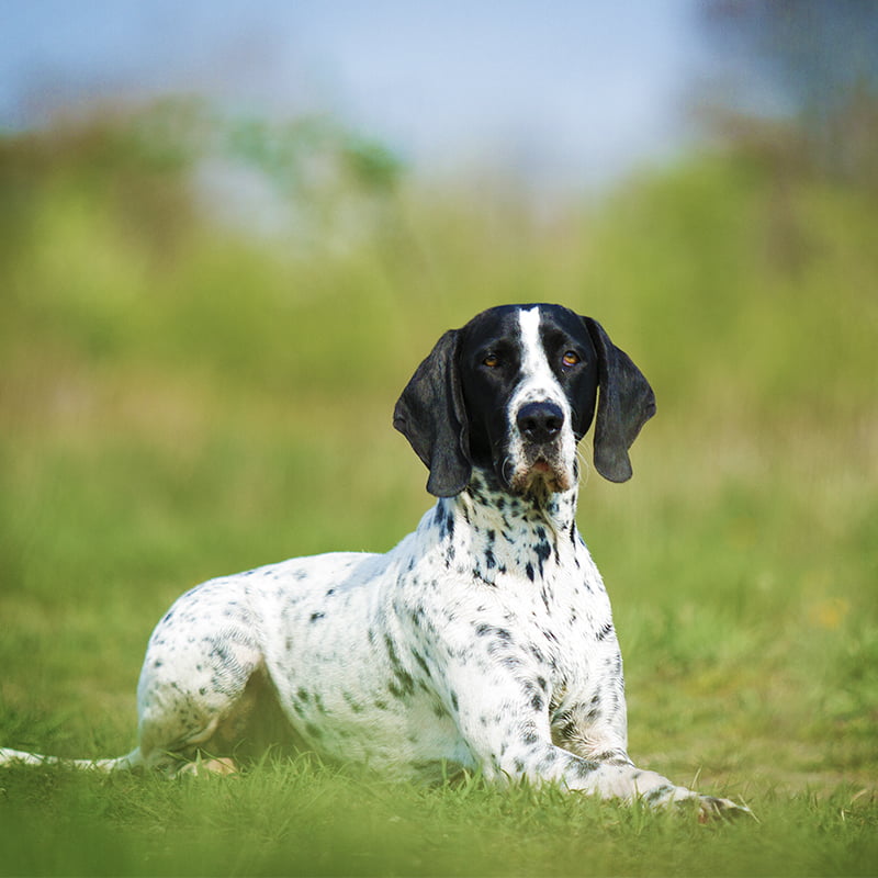 Braque d'Auvergne Dog Breed Information
