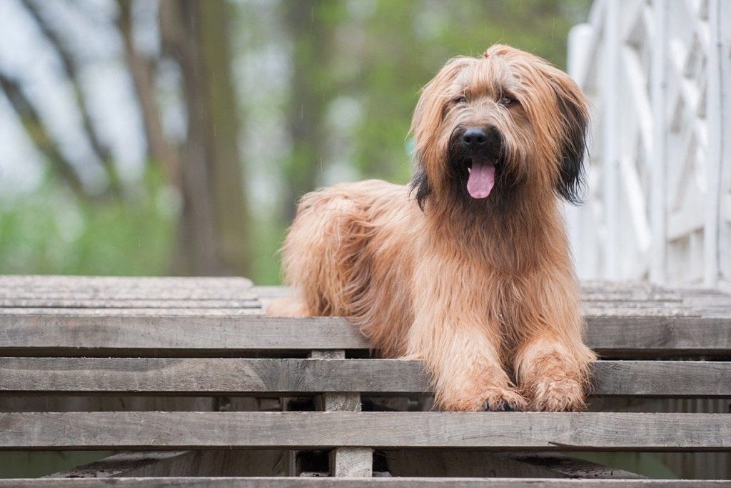 Briard Dog housing necessitates a comfortable and secure environment