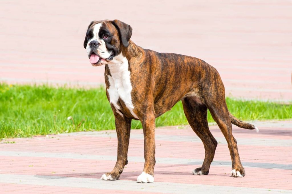 Fur Length and Colour Boxer Dog