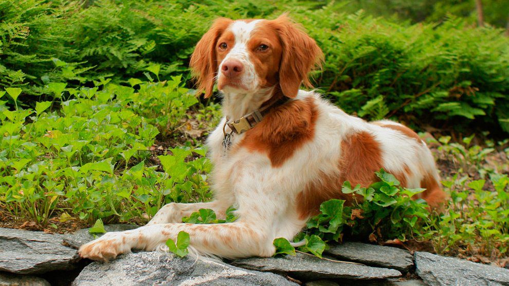 Brittany Spaniel – Must Know Dog Breed