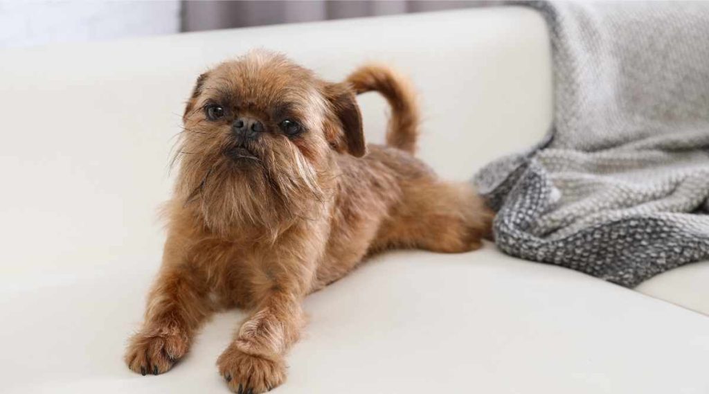 Brussels Griffon Dog Dog housing necessitates a comfortable and secure environment