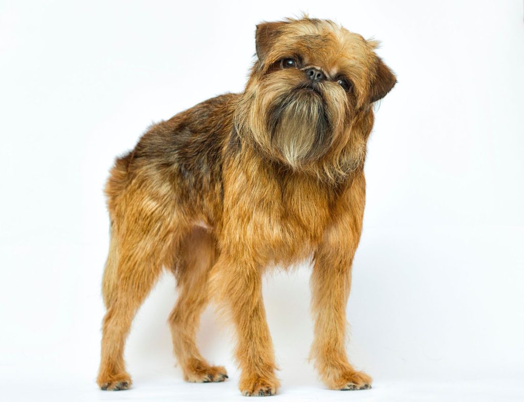 Brussels Griffon Dog