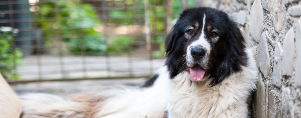 Bucovina Shepherd Dog Approachability with New Faces