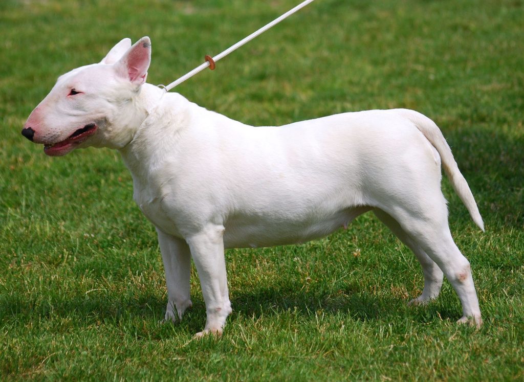 Bull Terrier Dog Breathing in fresh air contributes to overall well-being