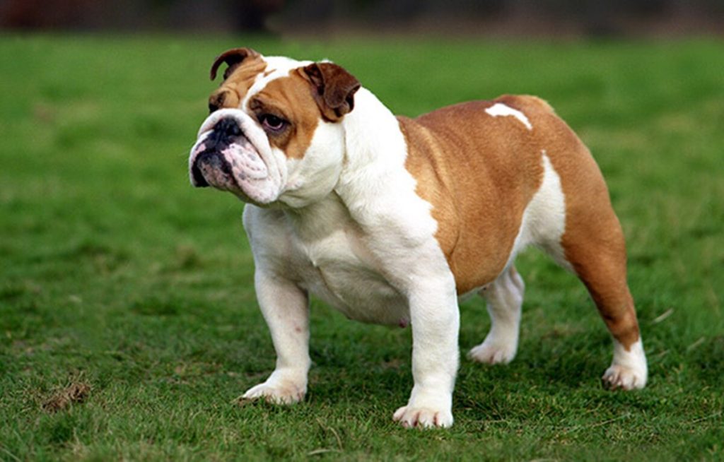 Serrano Bulldog Dog