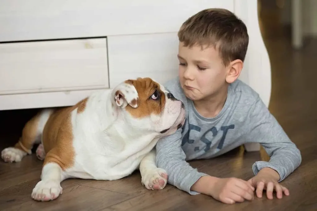 American Bulldog Dog play with Child