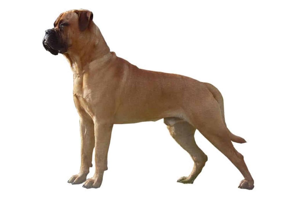 Bull Mastiff Dog