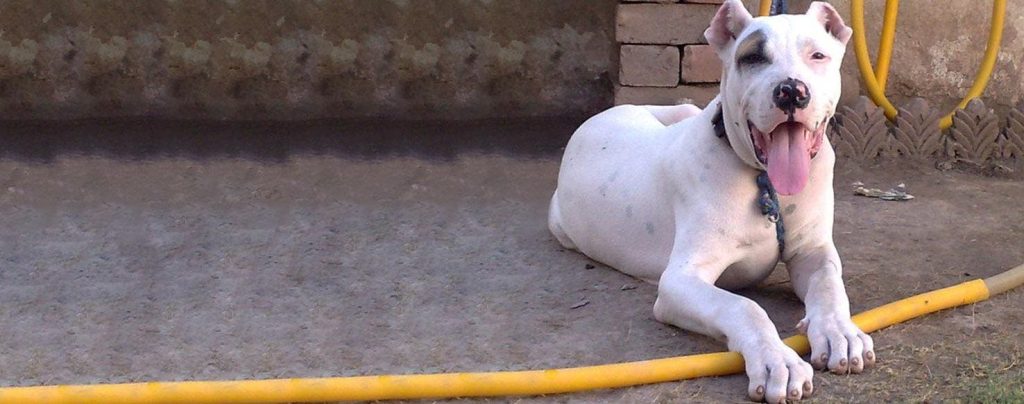 Bully Kutta Dog Intensity of Playful Behavior