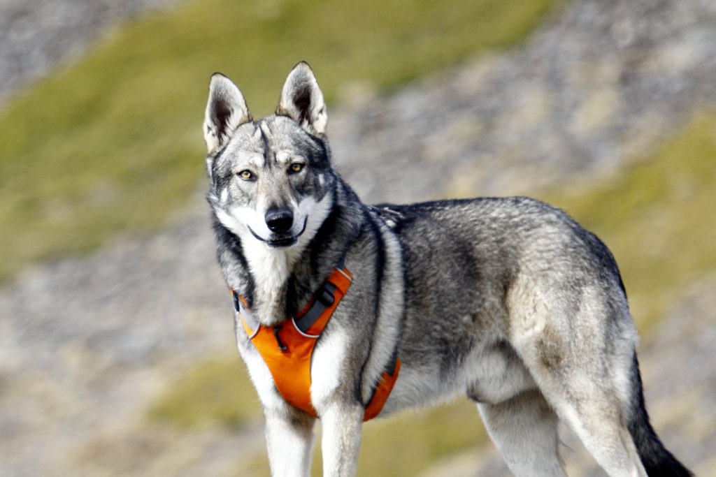 Saarloos Wolfdog Dog Prepared for training.