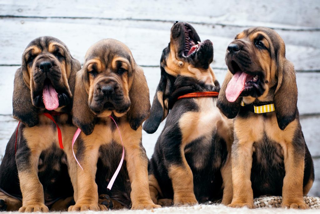 Size and Breed Category Bloodhound Dog