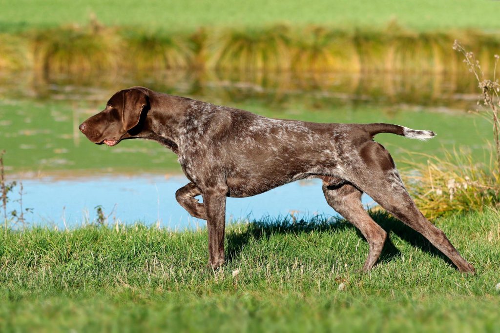 German Pointer (Long-haired) - Long Haired German Pointer Dog