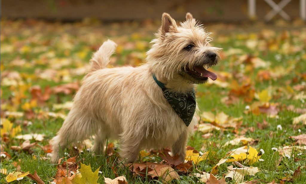 Cairn Terrier Dog Breathing in fresh air contributes to overall well-being