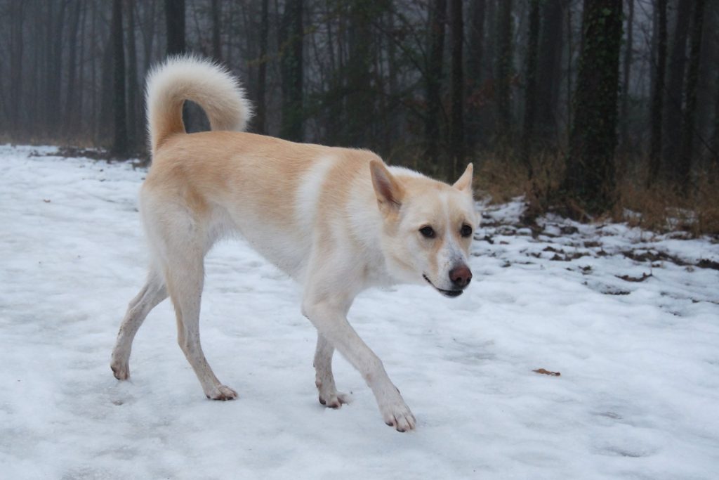 Canaan Dog walk exercise on snow