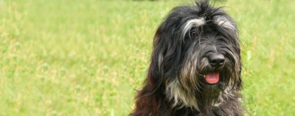 Cão da Serra de Aires Dog Breathing in fresh air contributes to overall well-being