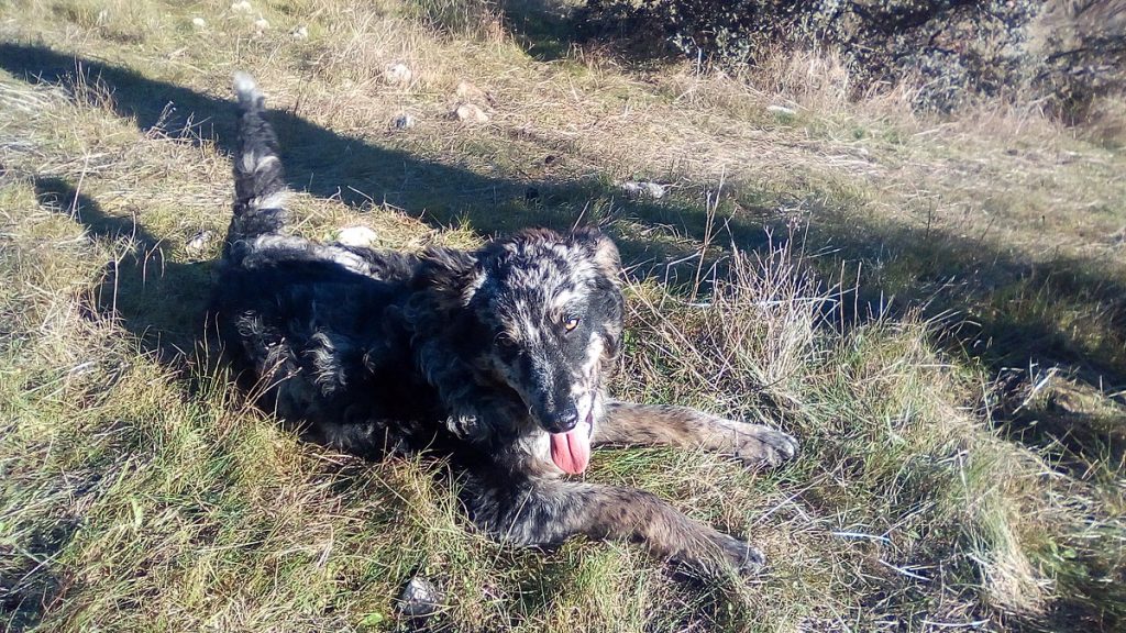 Carea Leonés Dog Breathing in fresh air contributes to overall well-being