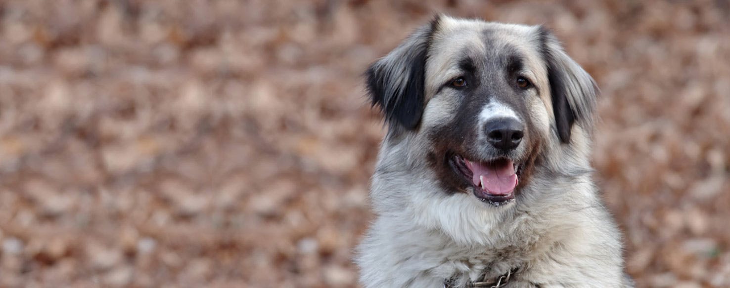 Carpathian Shepherd Dog Dog Breed Information