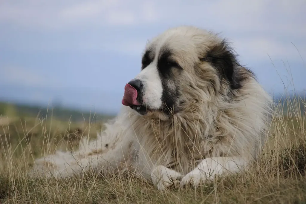 Carpathian Shepherd Dog Breed Information