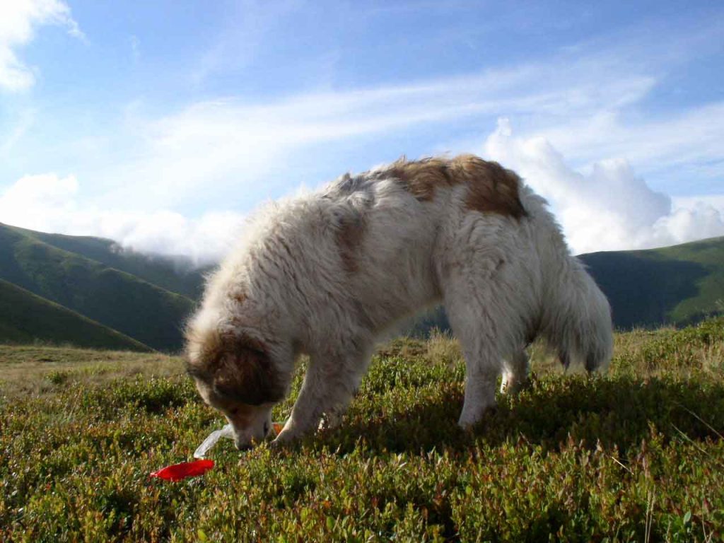 Carpathian Shepherd Dog searching training 