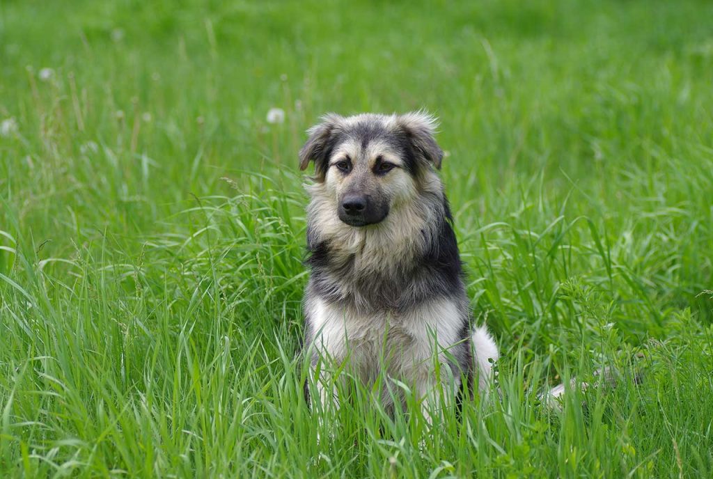 Carpathian Shepherd Dog - Facts, Pictures, Puppies